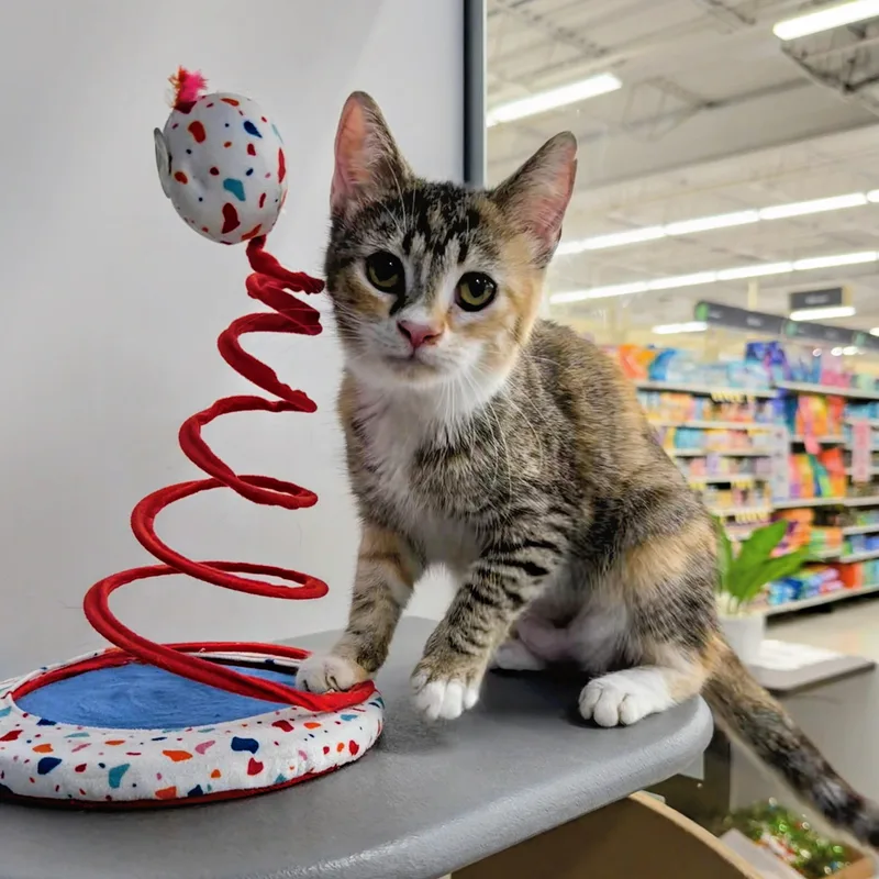 A baby small-sized female Tabby (Brown / Chocolate) Domestic Short Hair cat named Peggy Sue for adoption in Syosset, NY