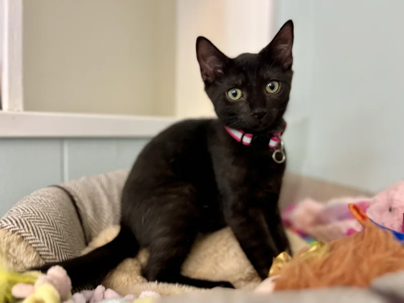 A baby medium-sized male Black Domestic Short Hair cat named Bean for adoption in Lauderhill, FL