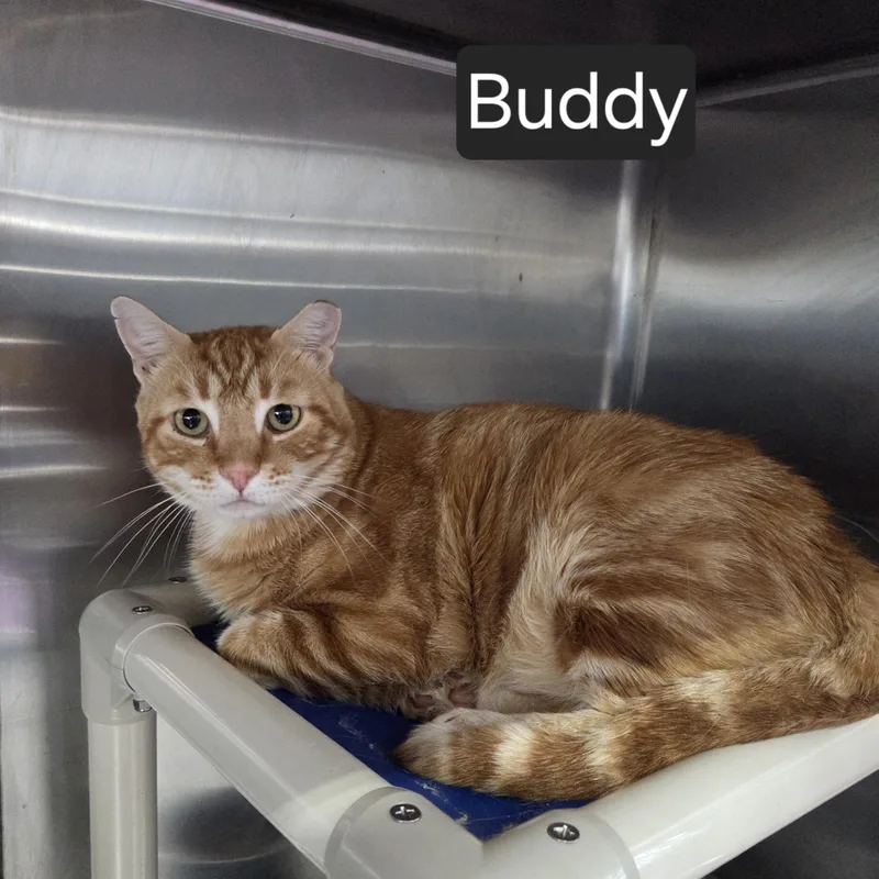 An adult large-sized male Tabby (Orange / Red) Domestic Short Hair cat named Buddy for adoption in SNOW HILL, NC