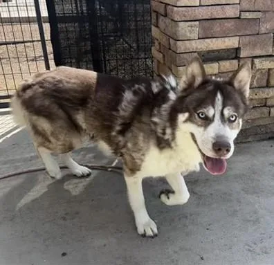 A young medium-sized male Siberian Husky dog named Cyrus for adoption in Frisco, CO