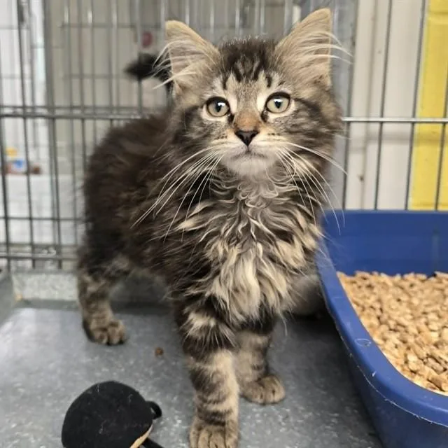 A baby small-sized male Domestic Long Hair cat named Ashto for adoption in Easton, MD