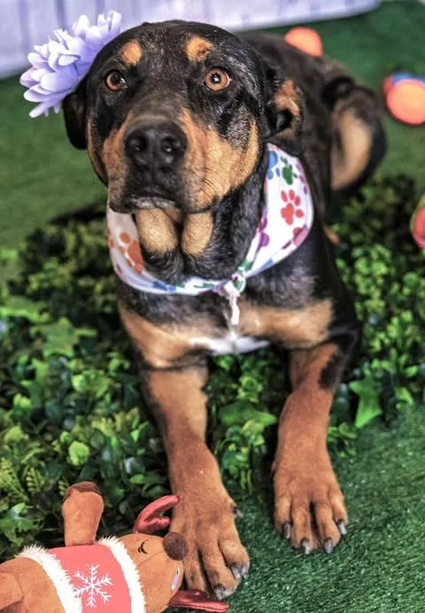 A young medium-sized female Bicolor Rottweiler dog named Michelle for adoption in Allen, TX
