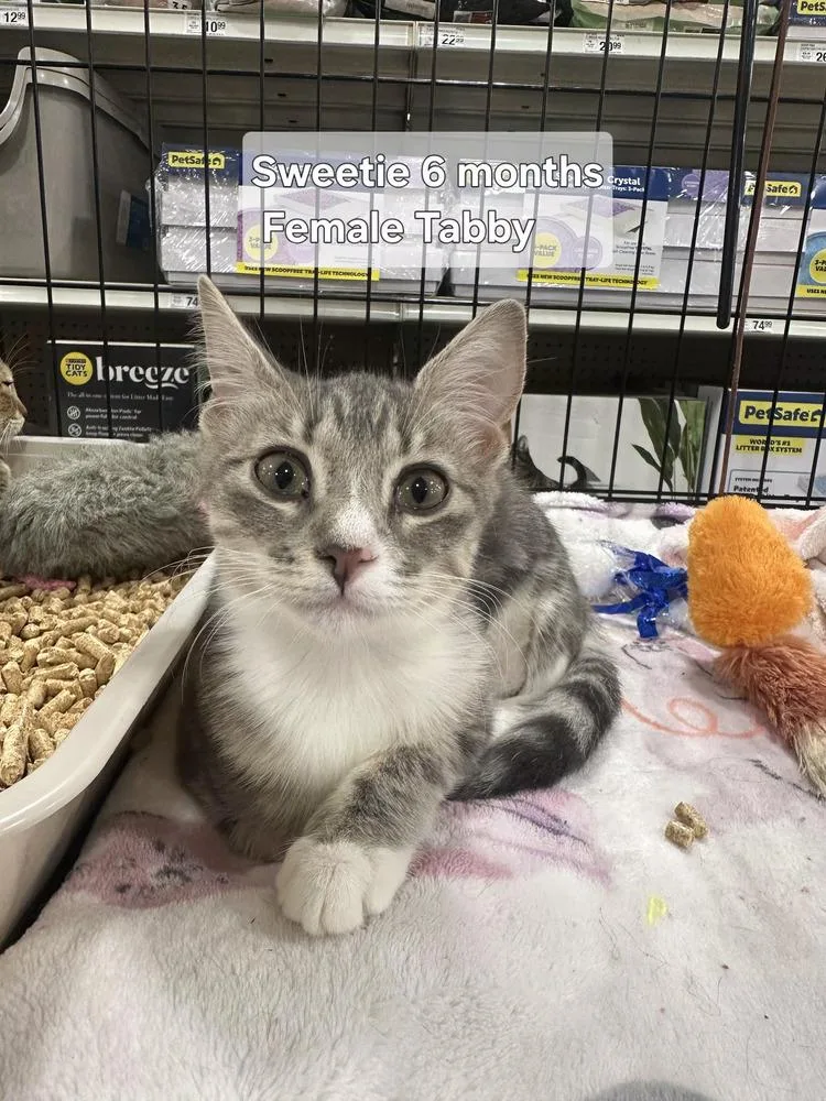 A baby small-sized female Tabby cat named Sweetie for adoption in Orlando, FL