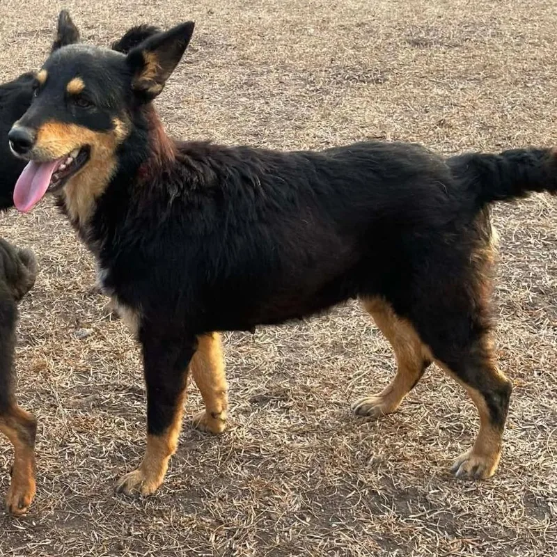 A young medium-sized female Black Cattle Dog dog named Twilla for adoption in Calverton, NY