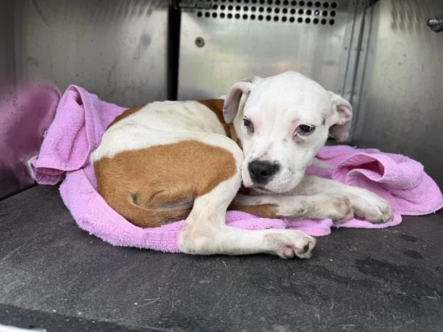 A young small-sized female Boxer dog named Daisy for adoption in Grand Prairie, TX