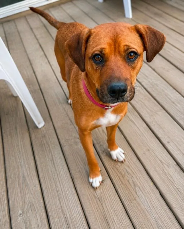 An adult medium-sized female Yellow / Tan / Blond / Fawn Labrador Retriever dog named Salem for adoption in North Bend, WA