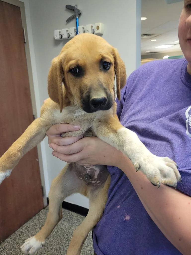 A baby medium-sized male Mixed Breed dog named Duncan for adoption in Columbia, TN