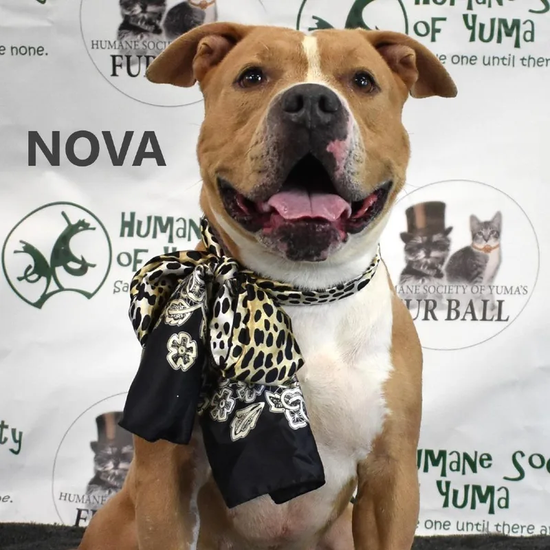 An adult medium-sized female Pit Bull Terrier dog named Nova for adoption in Yuma, AZ