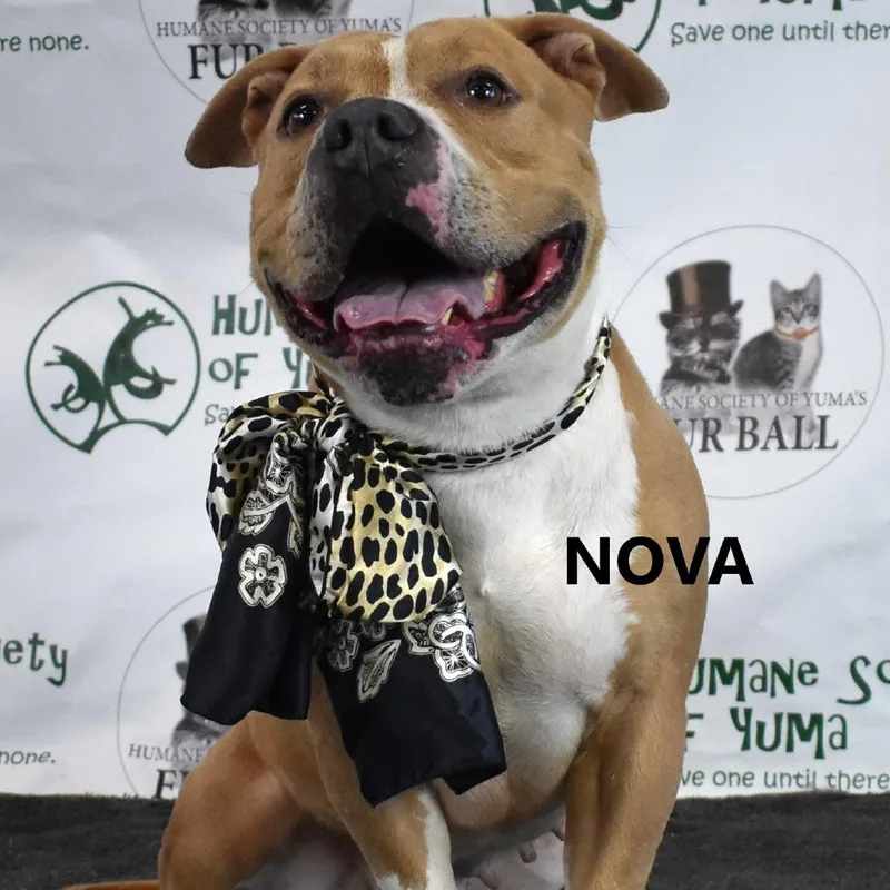 Nova thumbnail 2