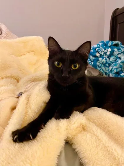 An adult medium-sized female Domestic Medium Hair cat named Mcat for adoption in Hillsboro, OR
