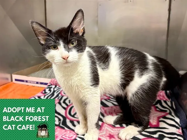A young medium-sized male Domestic Short Hair cat named Ike for adoption in Fort Wayne, IN