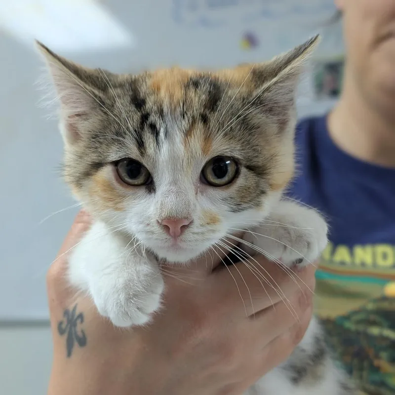 A baby small-sized female Orange / Red Domestic Short Hair cat named Helios for adoption in Canton, IL