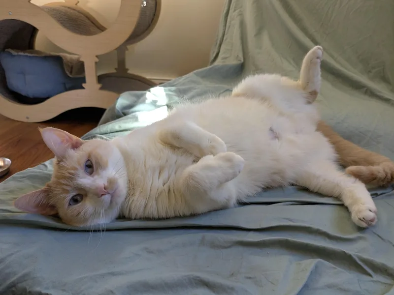 An adult large-sized female Domestic Short Hair cat named Princess for adoption in Burlington, VT