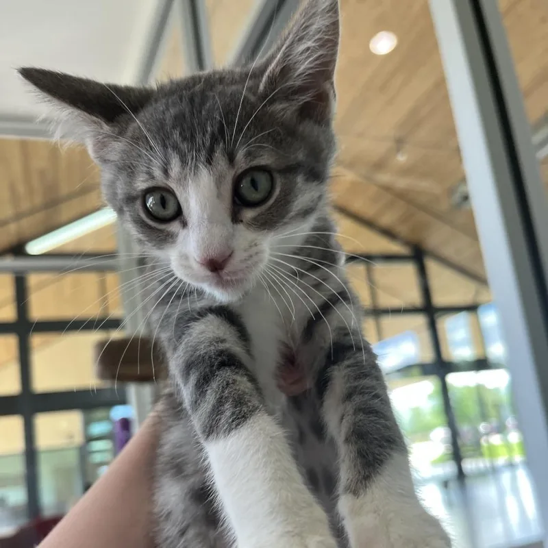 A baby small-sized female Gray / Blue / Silver Domestic Short Hair cat named Marceline for adoption in Leander, TX