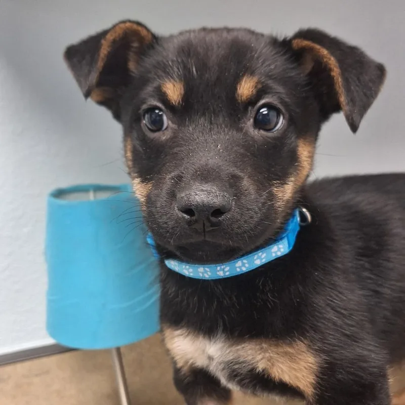 A baby small-sized female Black Mixed Breed dog named Moray for adoption in Flagstaff, AZ