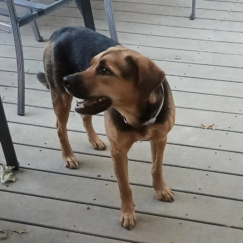 A young medium-sized female Black Mixed Breed dog named Winnie for adoption in Pittsburg, KS