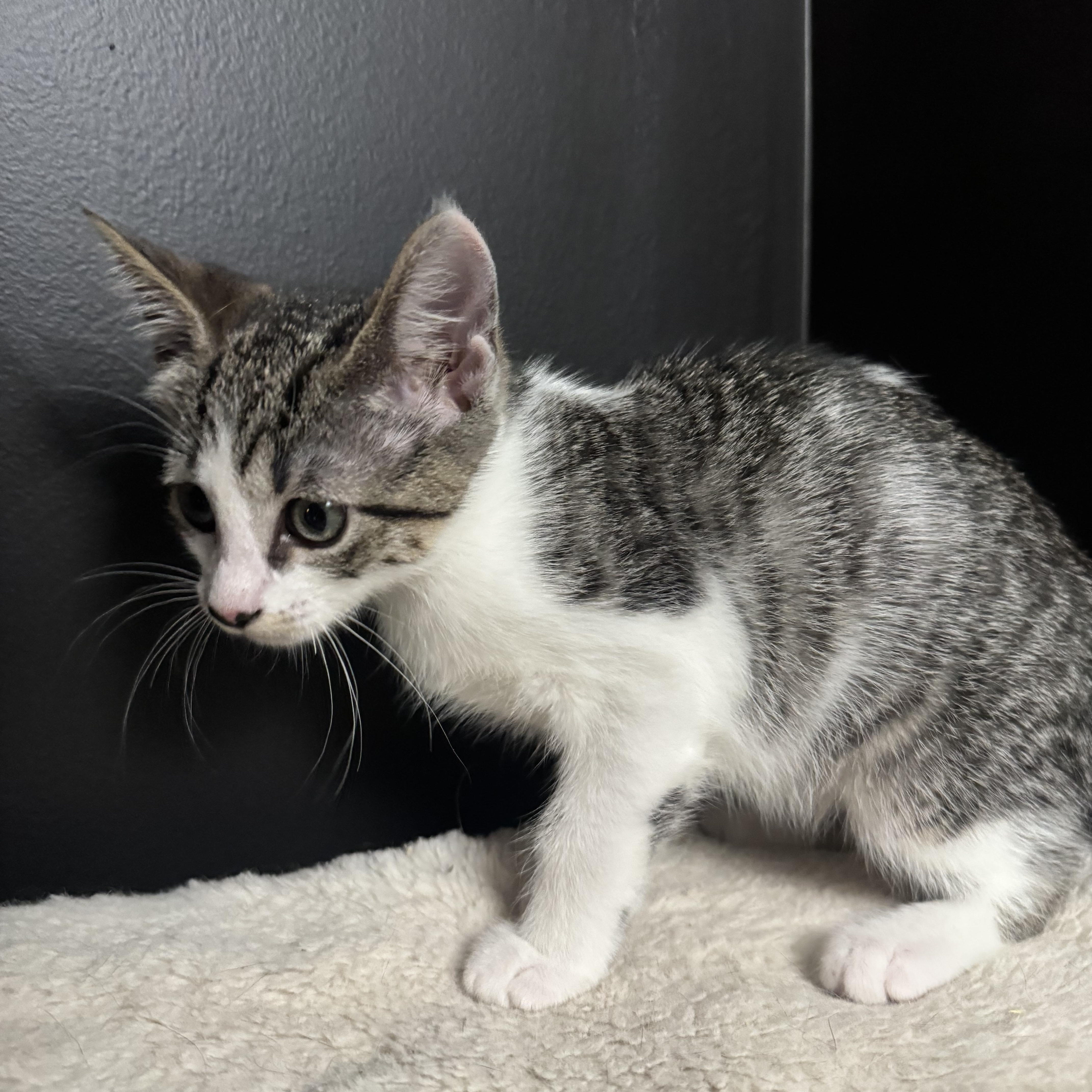 A baby medium-sized female Tabby (Gray / Blue / Silver) Domestic Short Hair cat named Bubbles for adoption in Hamilton, NJ