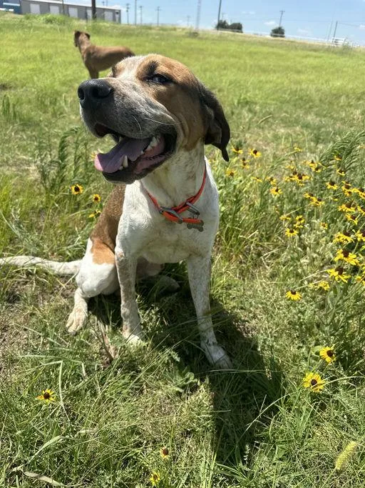 An adult large-sized male English Coonhound dog named Bailey for adoption in TULSA, OK