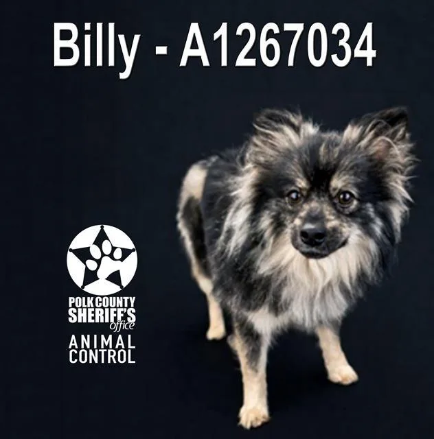 A young medium-sized male Pomeranian dog named Billy for adoption in Winter Haven, FL