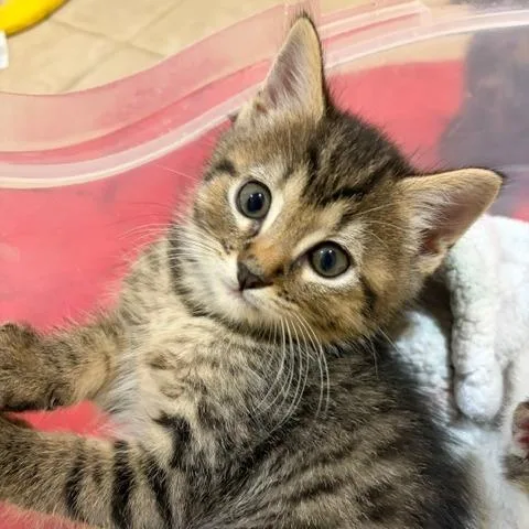 A baby small-sized female Brown / Chocolate Domestic Short Hair cat named Kelso for adoption in Franklin, TN