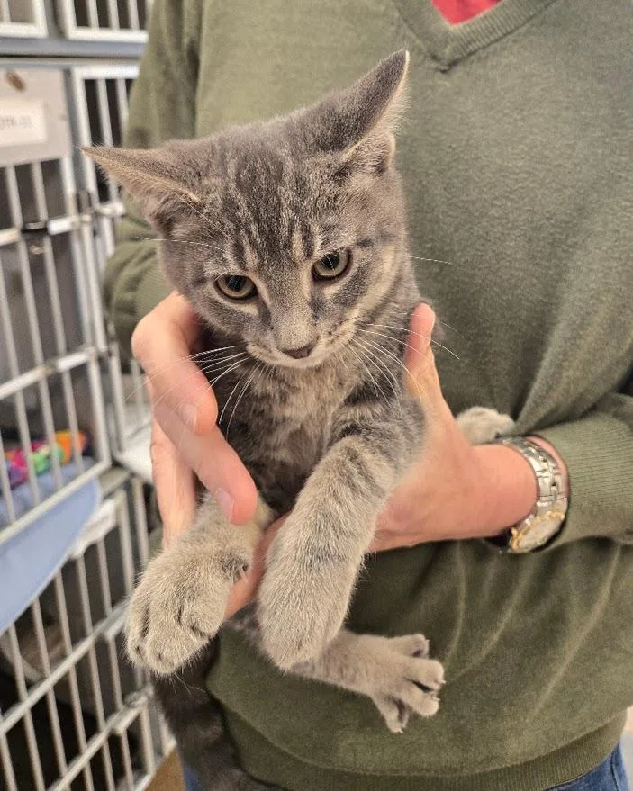 A baby small-sized male Tabby (Gray / Blue / Silver) Tabby cat named Grasshopper for adoption in New Rochelle, NY