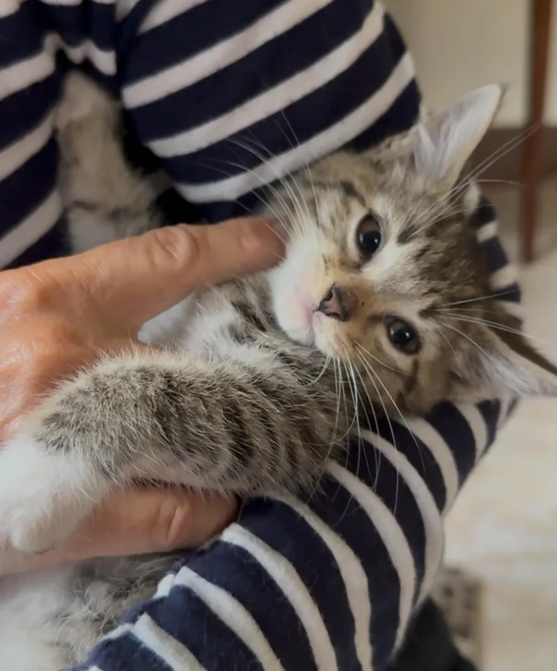 A baby small-sized male Tabby cat named Franklin and Frazier for adoption in Miami, FL