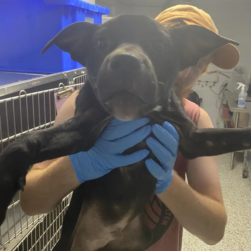 A young medium-sized male Black Terrier dog named Chuck Taylor for adoption in Hattiesburg, MS