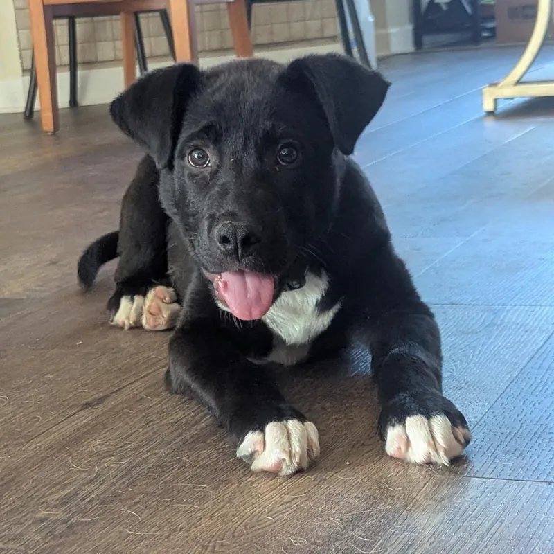 A young medium-sized male Black Black Labrador Retriever dog named Oreo for adoption in Calabash, NC