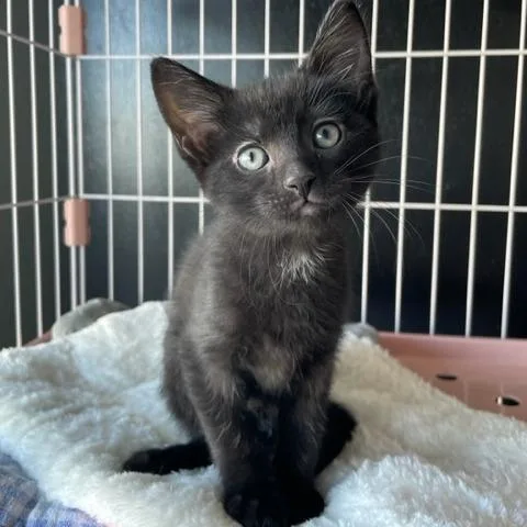 A baby small-sized male Black Domestic Short Hair cat named Binx for adoption in Dayton, OH