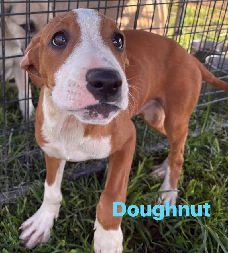 Doughnut