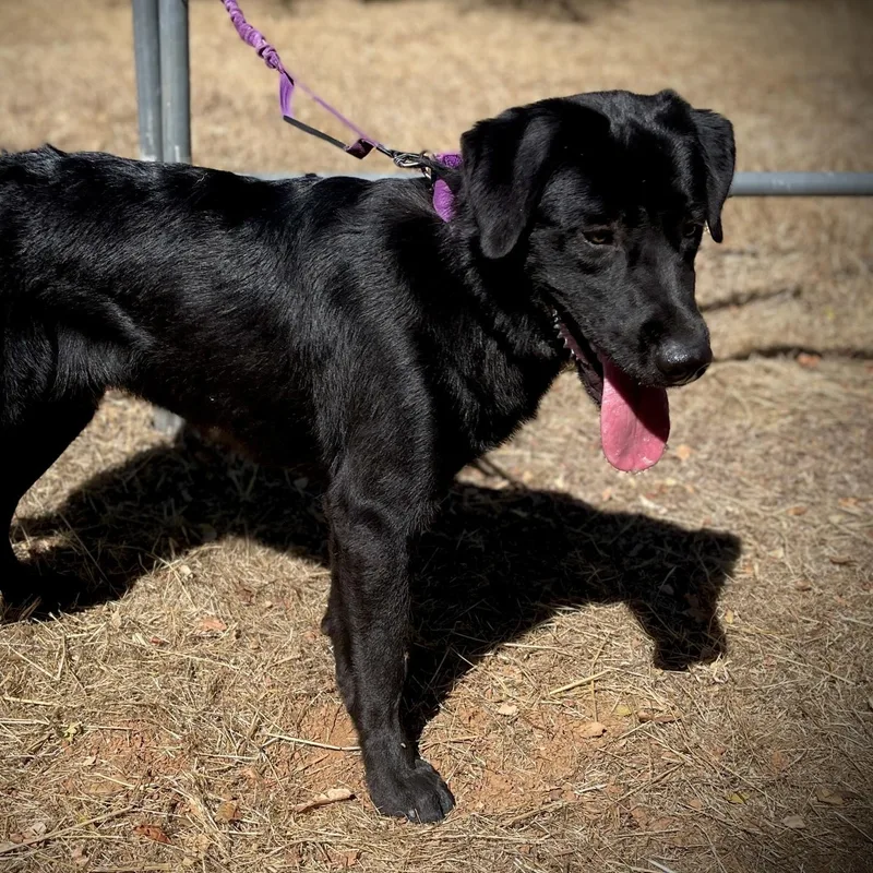 A young large-sized male Black Labrador Retriever dog named Champ for adoption in San Andreas, CA