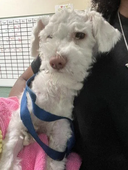 A baby small-sized male Maltese dog named Osmo for adoption in Oakland, CA