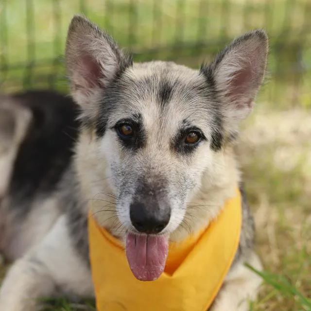 An adult medium-sized female German Shepherd Dog dog named Daisy for adoption in San Antonio, TX