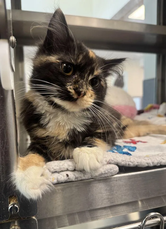 A young small-sized female Domestic Long Hair cat named Barracuda for adoption in Hilton Head Island, SC