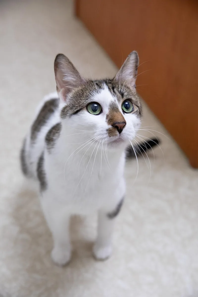 An adult medium-sized female Tabby (Tiger Striped) Domestic Short Hair cat named Freya for adoption in Montclair, NJ