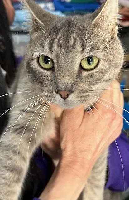 An adult medium-sized female Domestic Short Hair cat named Dandelion for adoption in Anoka, MN