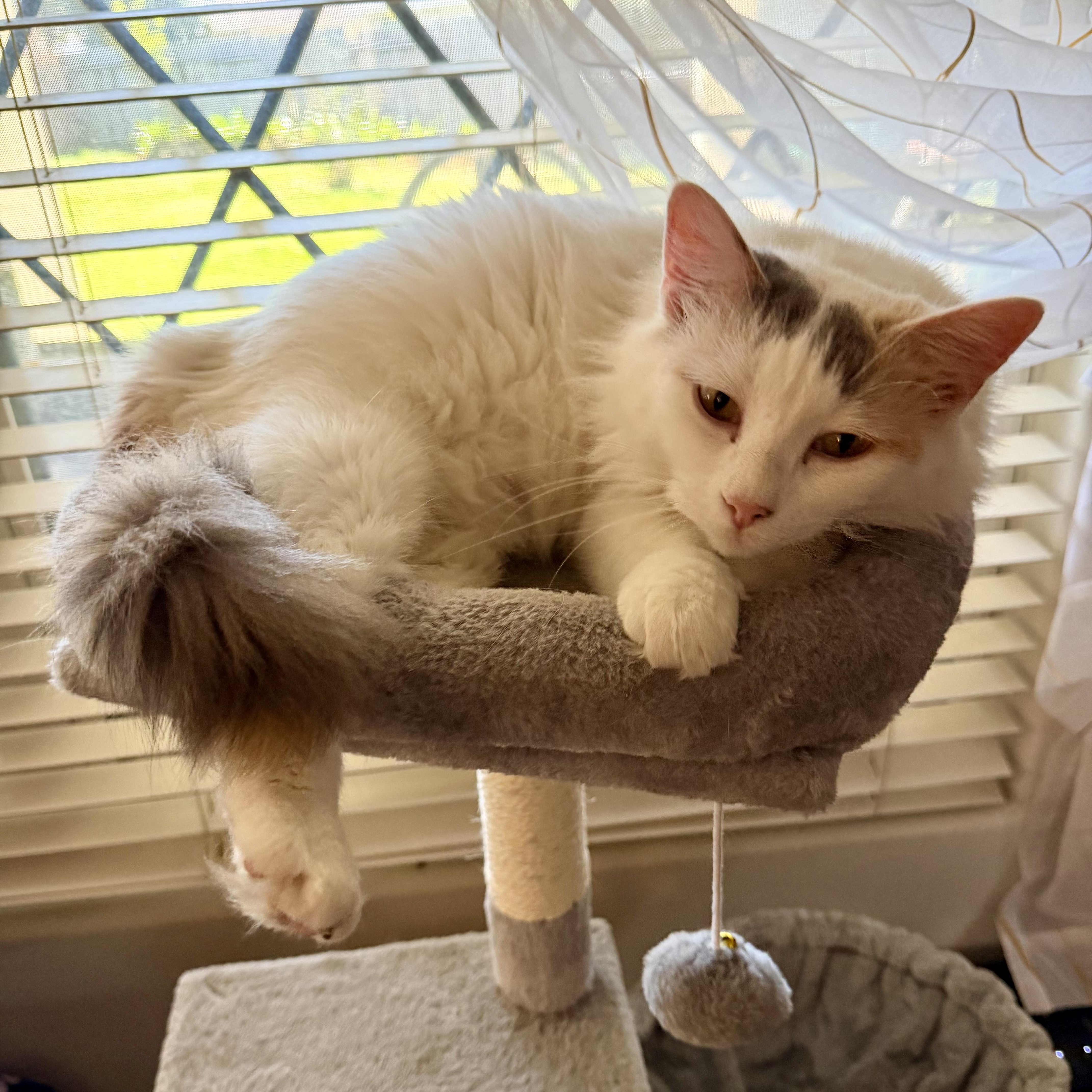An adult medium-sized female Calico Domestic Long Hair cat named Honey for adoption in Baytown, TX