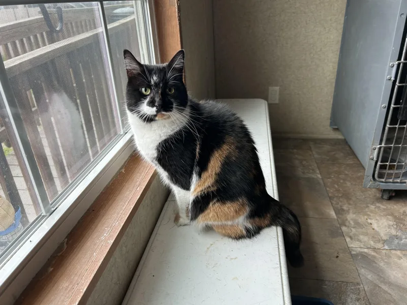 An adult medium-sized female Calico Domestic Short Hair cat named Beignet for adoption in La Salle, IL