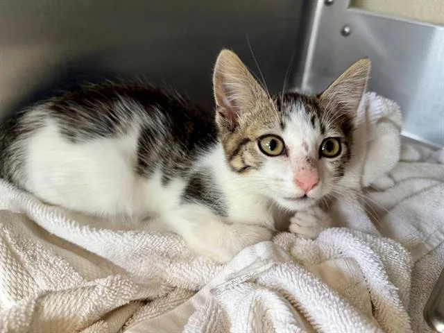 A baby small-sized male Domestic Short Hair cat named Hisstopher for adoption in Santa Rosa, CA