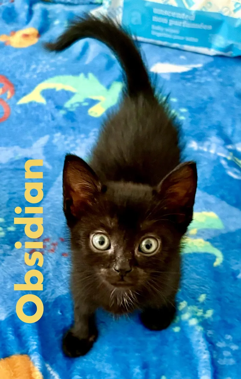 A baby medium-sized male Black Domestic Short Hair cat named Obsidian for adoption in Reston, VA