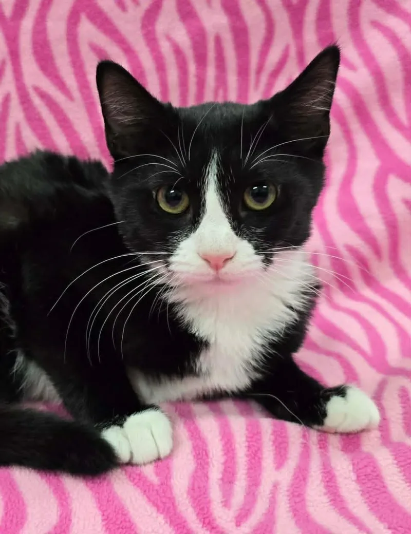 A baby medium-sized female Black & White / Tuxedo Domestic Short Hair cat named Regina for adoption in Frankfort, IN