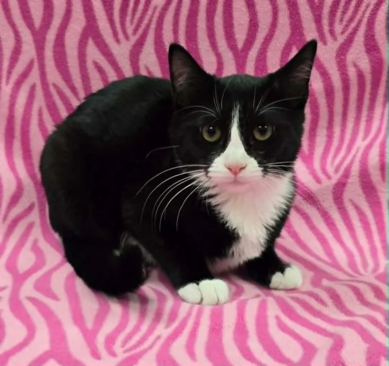 Regina thumbnail 4
