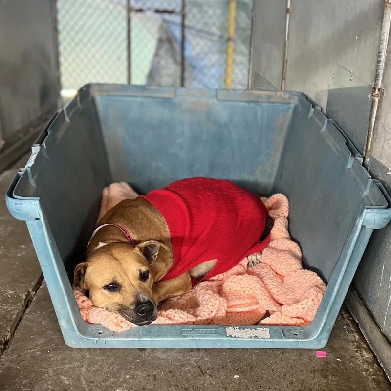 Psylocke thumbnail 2