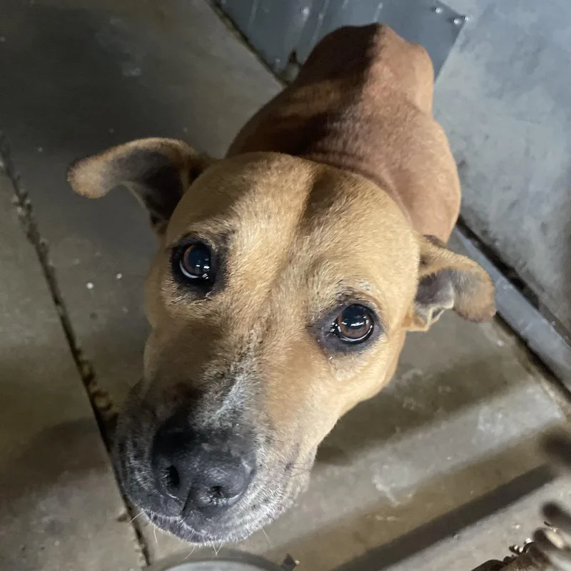 Psylocke thumbnail 4