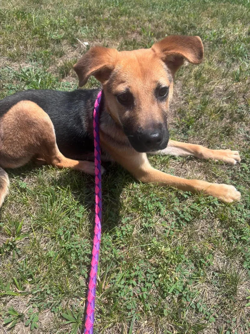 A young small-sized female Shepherd dog named Honey for adoption in Monticello, NY