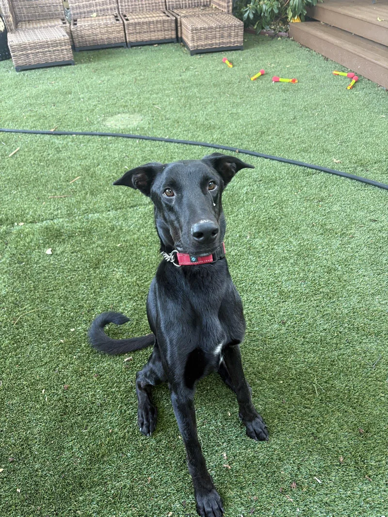 A young medium-sized male Labrador Retriever dog named Scooby for adoption in Bothell, WA