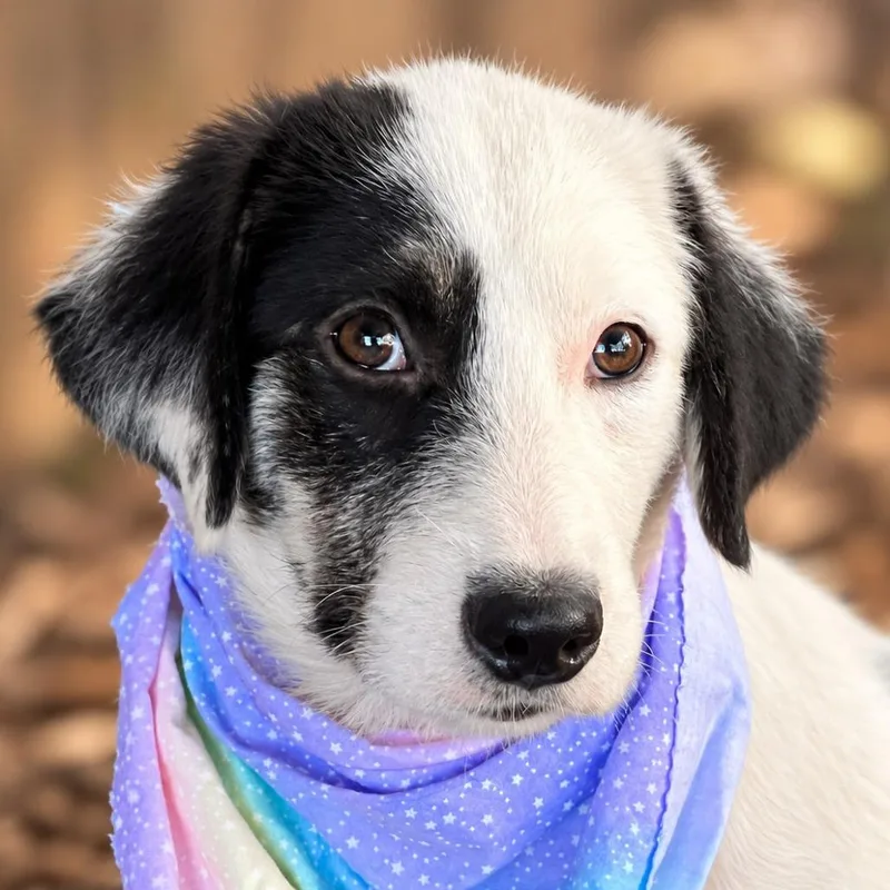A baby small-sized female White / Cream Great Pyrenees dog named Trudy for adoption in Boerne, TX