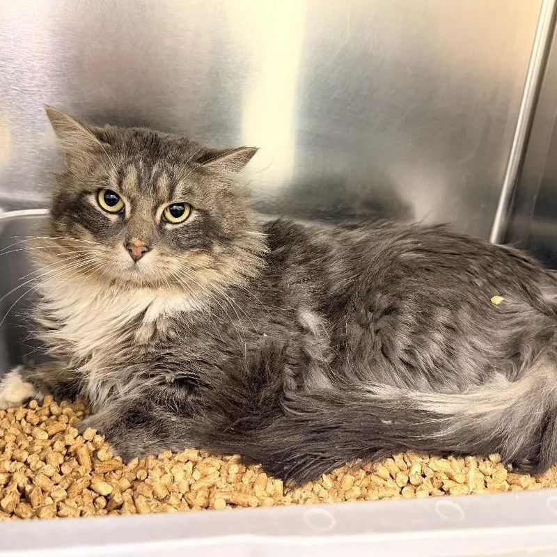 An adult large-sized male Gray / Blue / Silver Domestic Medium Hair cat named Big Mac for adoption in Warrensburg, MO