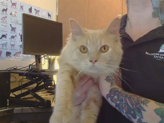 A young medium-sized male Domestic Medium Hair cat named Sherbert for adoption in Sacramento, CA