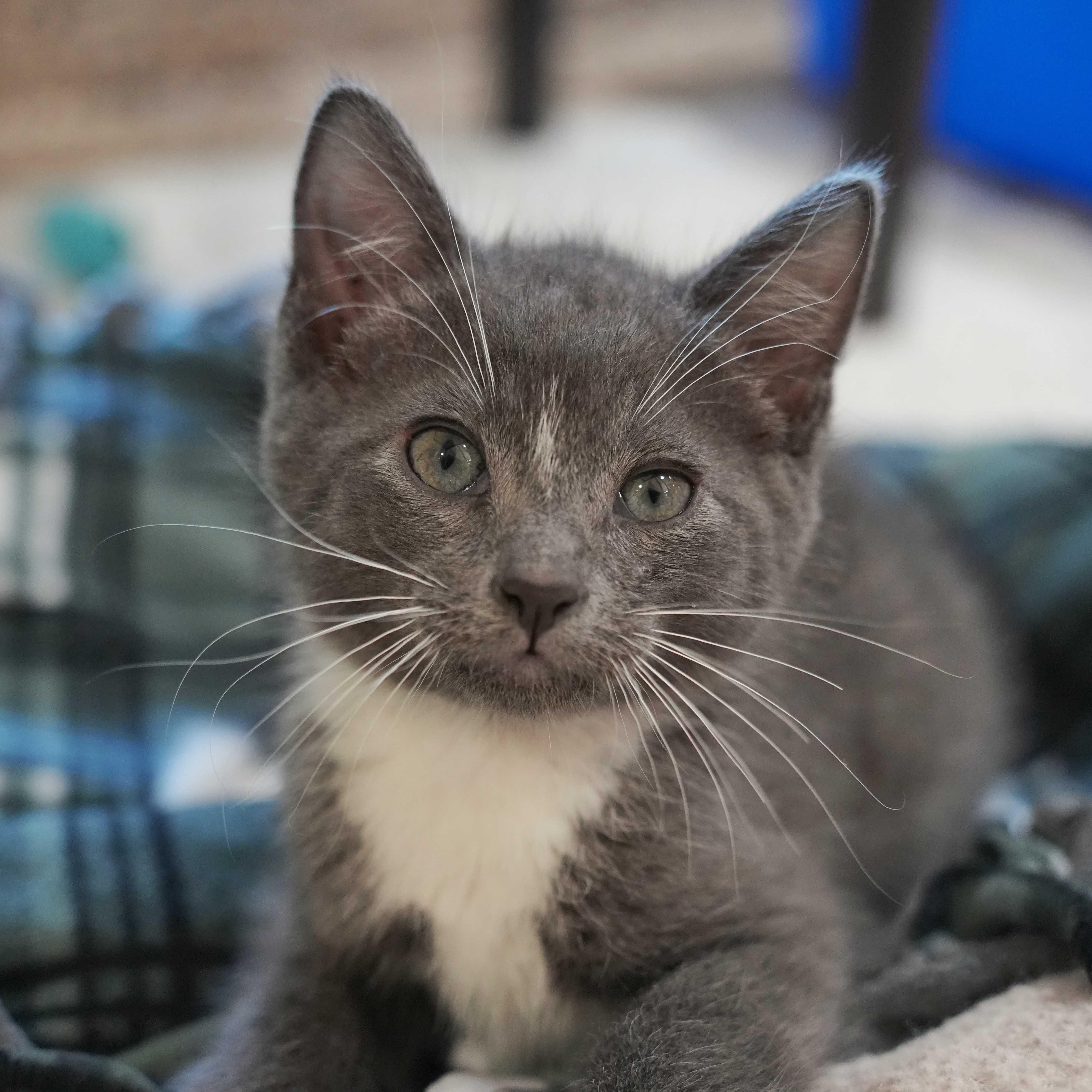 A young small-sized male Gray & White Domestic Short Hair cat named Bitty Moo for adoption in Aiken, SC